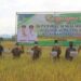 BUPATI HSS KUNJUNGI KLINIK AGRO TANI DAN SYUKURAN PANEN PADI