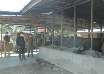 JELANG HARI RAYA IDUL ADHA 1443 H, BUPATI HSS PASTIKAN KETERSEDIAAN HEWAN KURBAN CUKUP DAN SEHAT