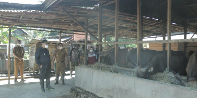 JELANG HARI RAYA IDUL ADHA 1443 H, BUPATI HSS PASTIKAN KETERSEDIAAN HEWAN KURBAN CUKUP DAN SEHAT