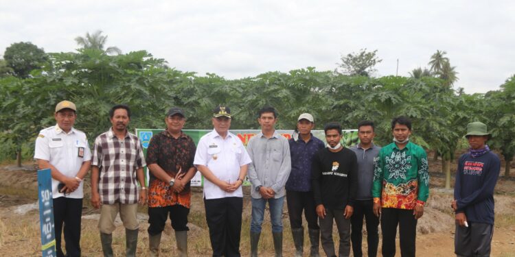 BUPATI HSS PANEN PEPAYA CALIFORNIA BERSAMA PETANI MILLENIAL DESA TELAGA LANGSAT
