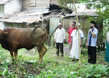 Wakil Bupati HSS Syamsuri Arsyad S.AP MA serahkan Sapi Kurban kepada Majelis Laskar Alawiyyin Desa Baluti dan Mesjid Al Ikhlas Desa Ambutun
