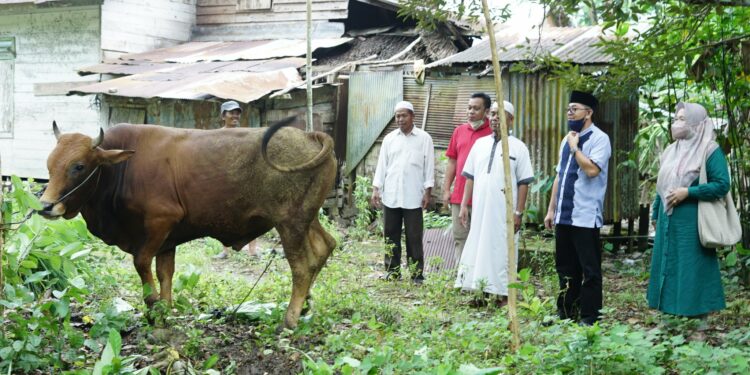 Wakil Bupati HSS Syamsuri Arsyad S.AP MA serahkan Sapi Kurban kepada Majelis Laskar Alawiyyin Desa Baluti dan Mesjid Al Ikhlas Desa Ambutun