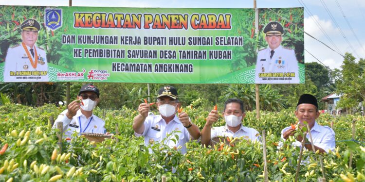 Panen Cabai dan Peninjauan Lokasi Pembibitan Sayuran