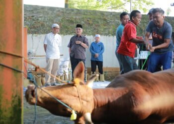 JAJARAN SETDA KAB. HSS LAKSANAKAN IBADAH KURBAN DALAM MOMENTUM HARI RAYA IDUL ADHA 1444 H