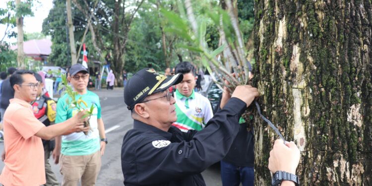 BUPATI HSS BERSAMA PECINTA ANGGREK INDONESIA HIASI POHON DI SEPANJANG JALAN NUSA INDAH DENGAN PULUHAN ANGGREK
