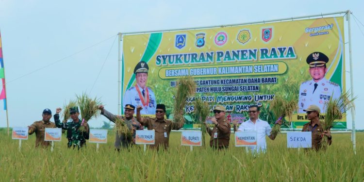 MESKI KONDISI SULIT, PETANI DESA SIANG GANTUNG BUKTIKAN KERJA KERAS DAN DEDIKASI DENGAN PANEN YANG LUAR BIASA
