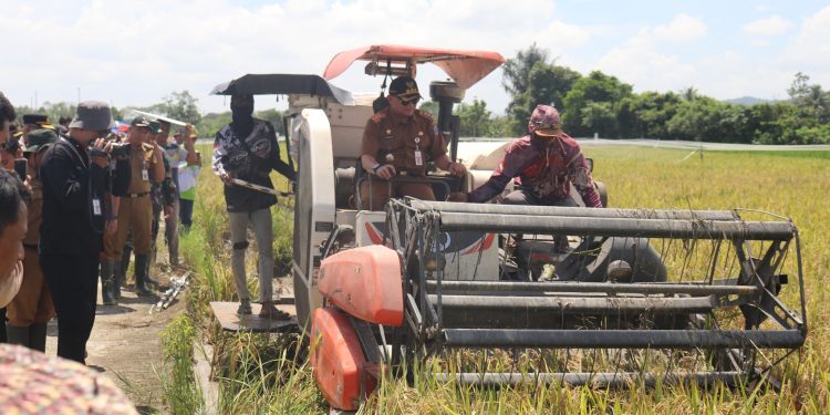 PENJABAT BUPATI HSS MENGHADIRI PANEN RAYA DI DESA HARITI: SERAHKAN BANTUAN BENIH DAN ALSINTAN UNTUK TINGKATKAN PRODUKTIVITAS PERTANIAN